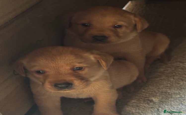 Labrador Retriever dogs - Advert 14