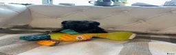 Chipoo dogs for sale: Stunning and rare colour longhaired Chipoo - Advert 6