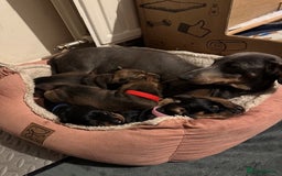 Miniature Dachshund dogs for sale: Adorable KC Reg smooth coated mini Dachshunds - Image 14