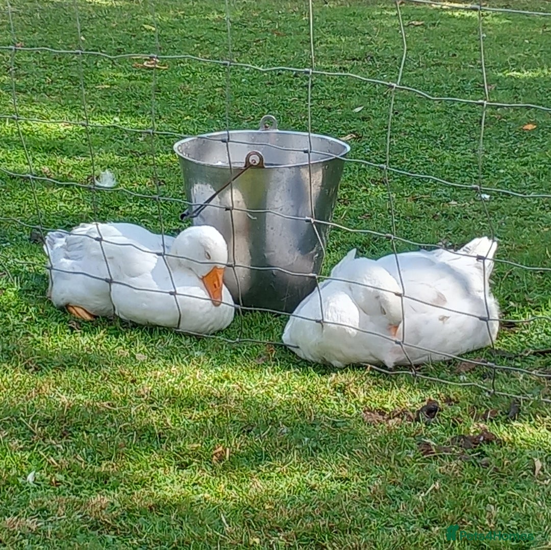 Geese poultry for sale: Pilgrim goslings - Image 3