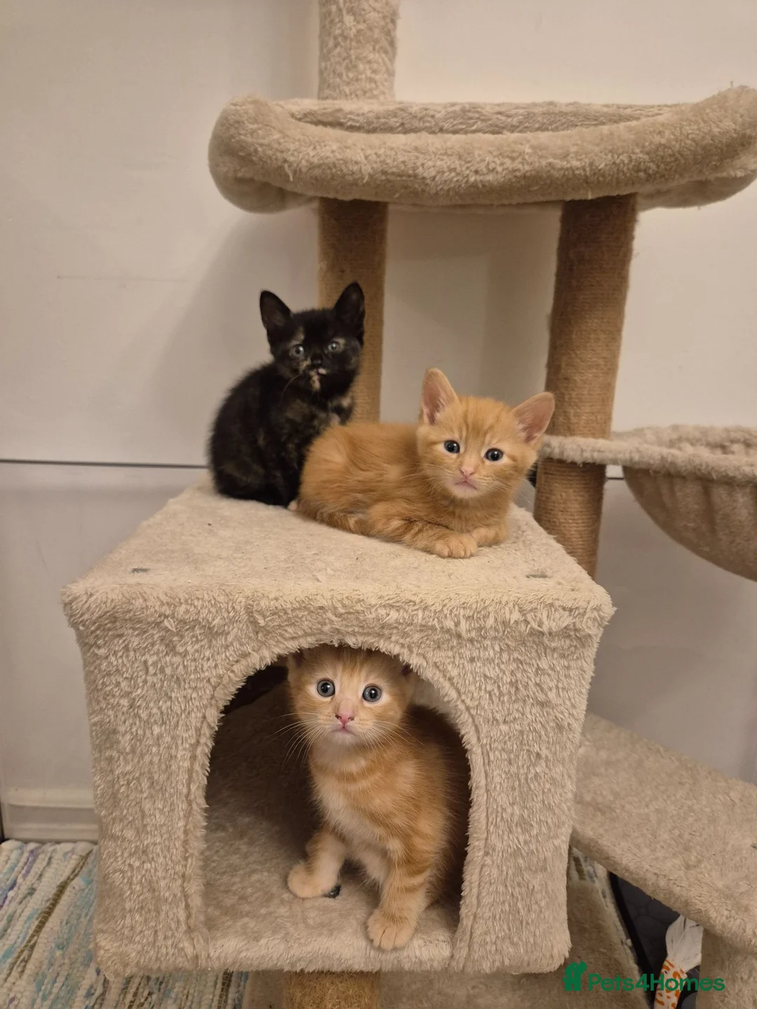 Domestic Shorthair cats for sale: Kittens for sale  in Wirral - Advert 1
