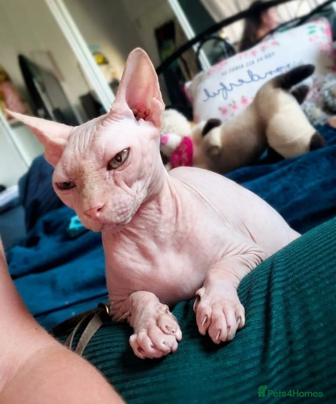 Sphynx cats for sale:  3 Sphynx/bambino kittens - Advert 20