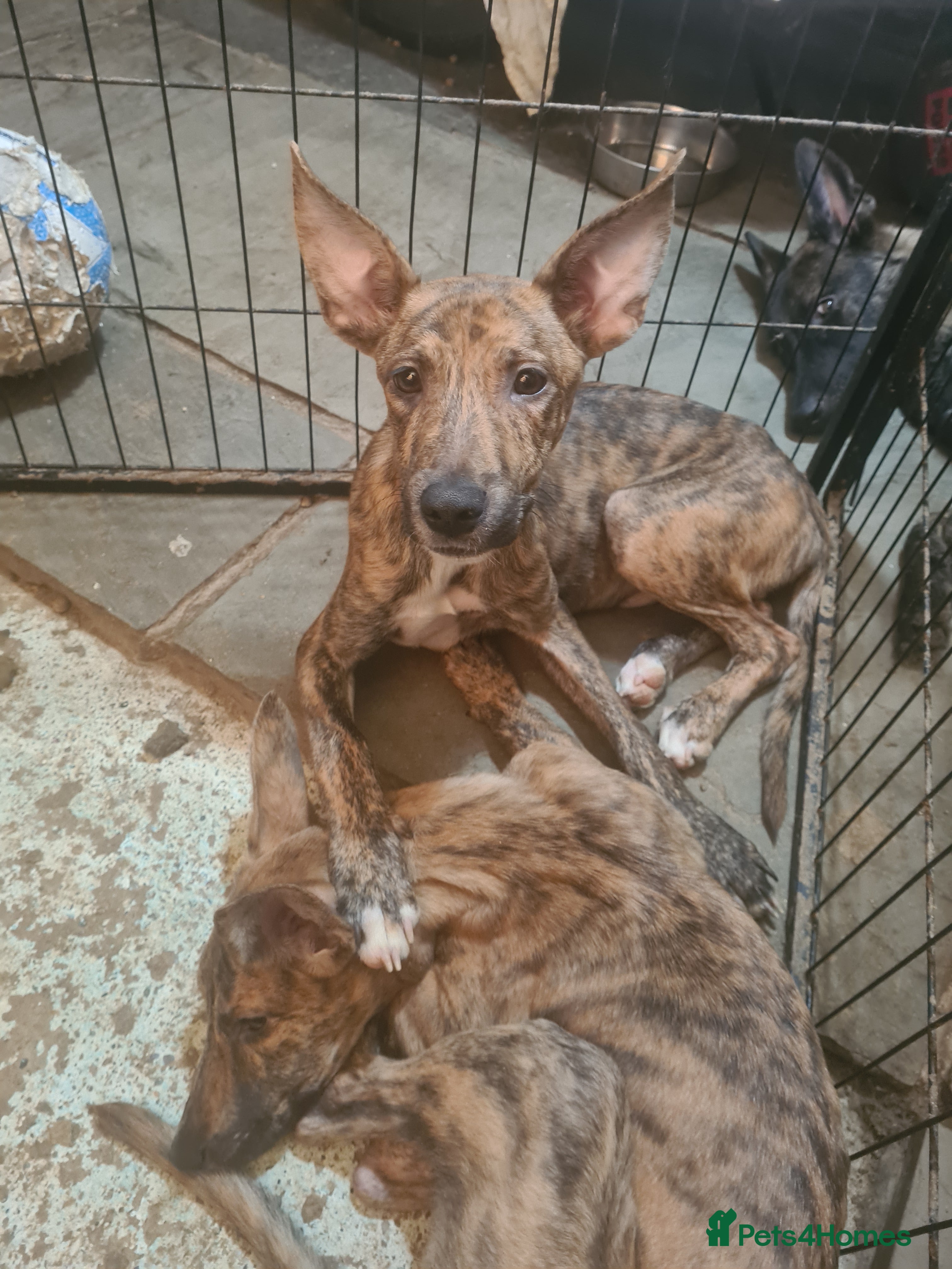 Mixed Breed dogs Dutch sheperd x American staff - Advert 2