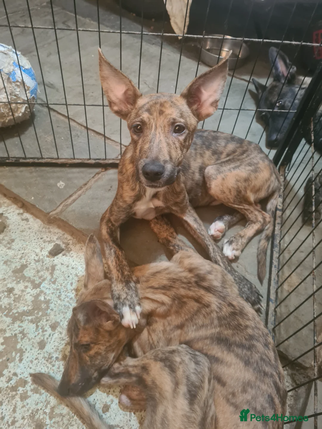 Mixed Breed dogs for sale: Dutch sheperd x American staff - Advert 1