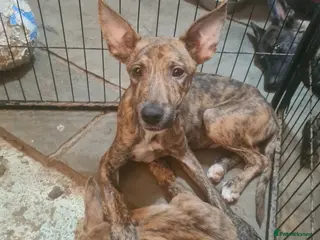 Mixed Breed dogs Dutch sheperd x American staff - Advert 2