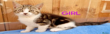 Mixed Breed 4