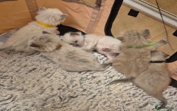 Ragdoll cats for sale: Beautiful ragdoll kittens  - Image 1