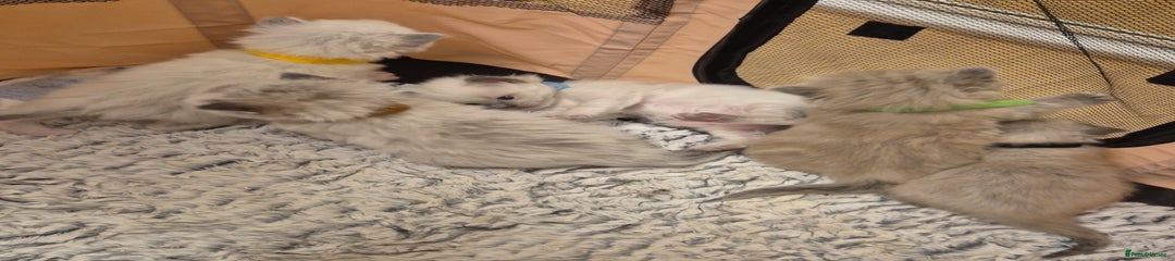 Ragdoll Kitten 4