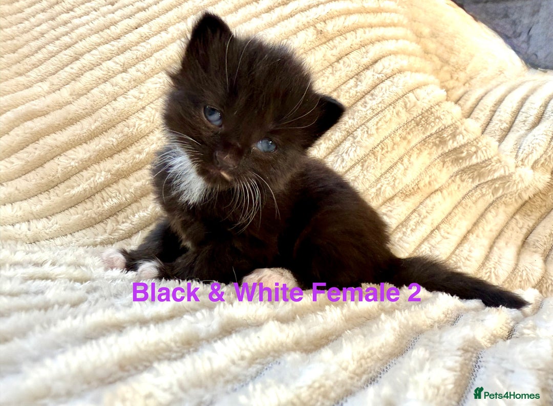 Maine Coon cats for sale: Beautiful, full Maine Coon Kittens. - Image 3