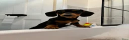 Chiweenie dogs for sale: 1 year old dachshund looking for forever home - Advert 9