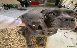 Mixed Breed dogs for sale: Caine corso/ American bully 10 weeks - Advert 40