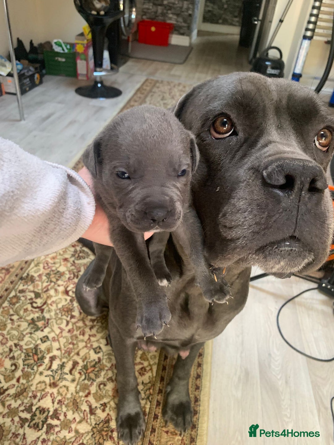 Mixed Breed dogs for sale: Caine corso/ American bully 10 weeks - Advert 40