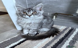 Maine Coon cats for sale: Maine Coon Kittens in Greenford - Image 37