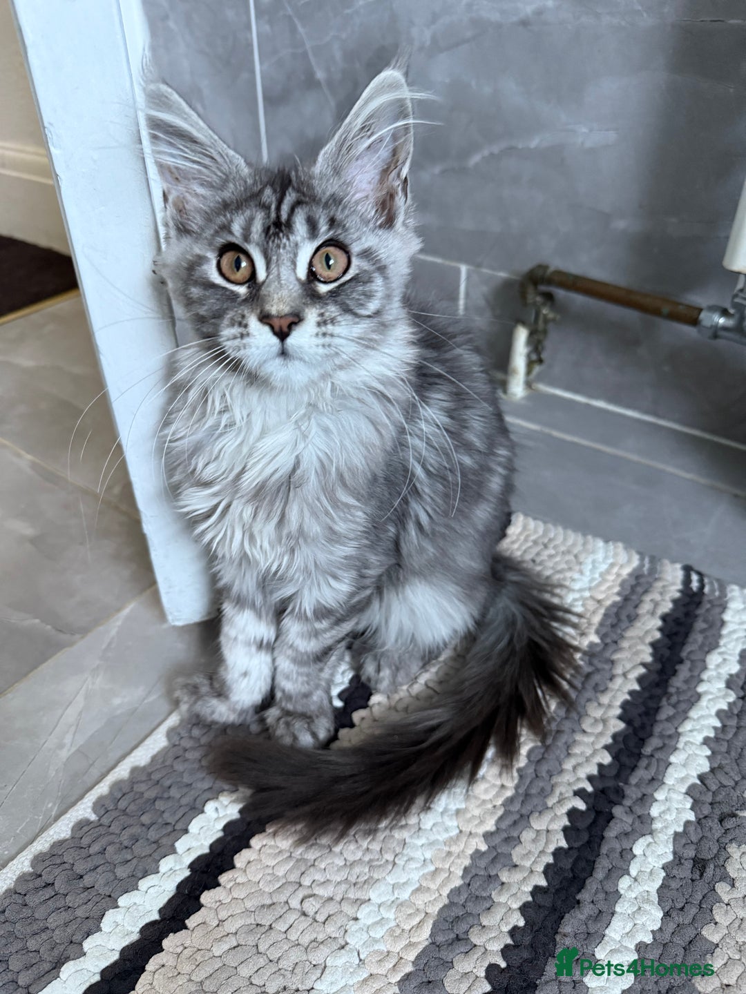 Maine Coon cats for sale: Maine Coon Kittens in Greenford - Image 37