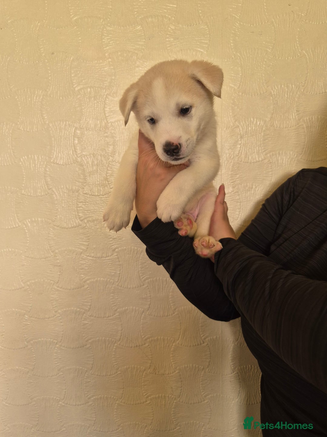 Siberian Husky dogs for sale: Beautiful Husky Looking for Their Forever Homes - Advert 32