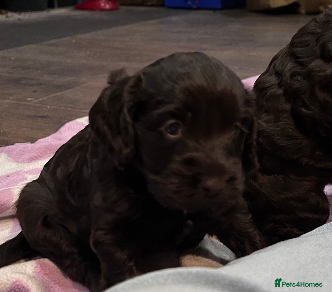 Cockapoo dogs for sale: Cockapoo male - Advert 9