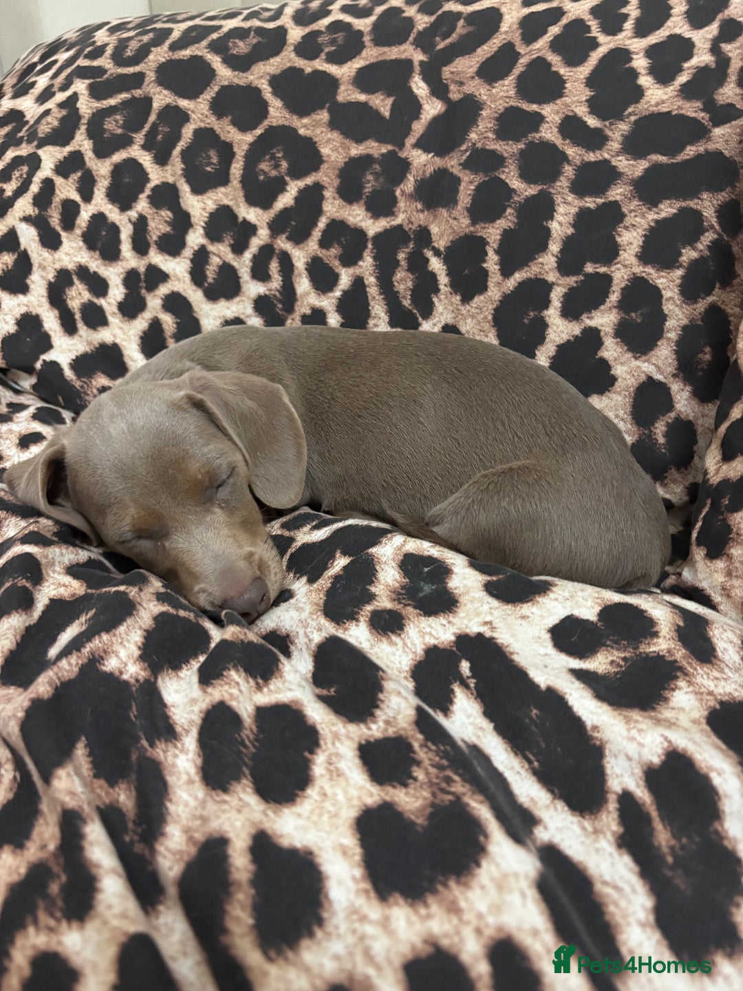 Miniature Dachshund dogs for sale: Kadie Miniature Dachshund  - Advert 2