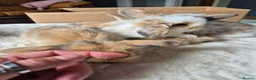 Mixed Breed rabbits for sale: Gorgeous bunnies for sale - Advert 6