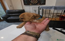 Mixed Breed dogs for sale: Mixed Breed female Puppy - Image 2