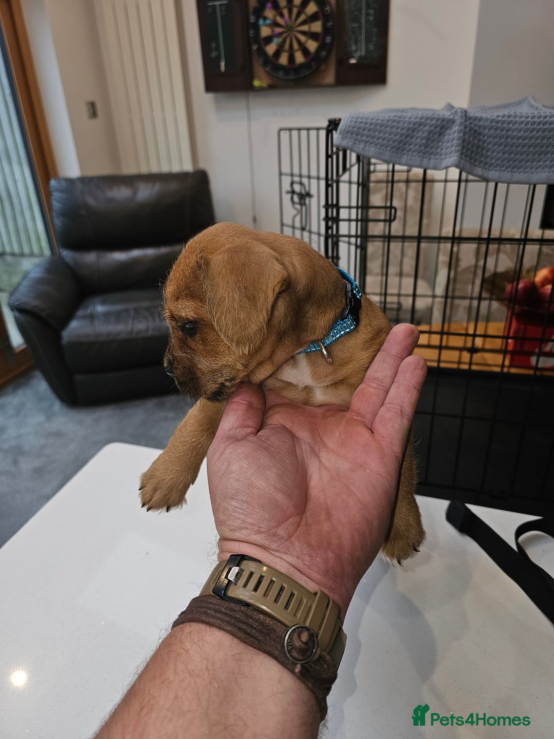 Mixed Breed dogs for sale: Mixed Breed female Puppy - Image 2