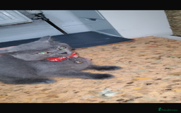 British Shorthair cats for sale: British shorthairs for sale - Advert 6