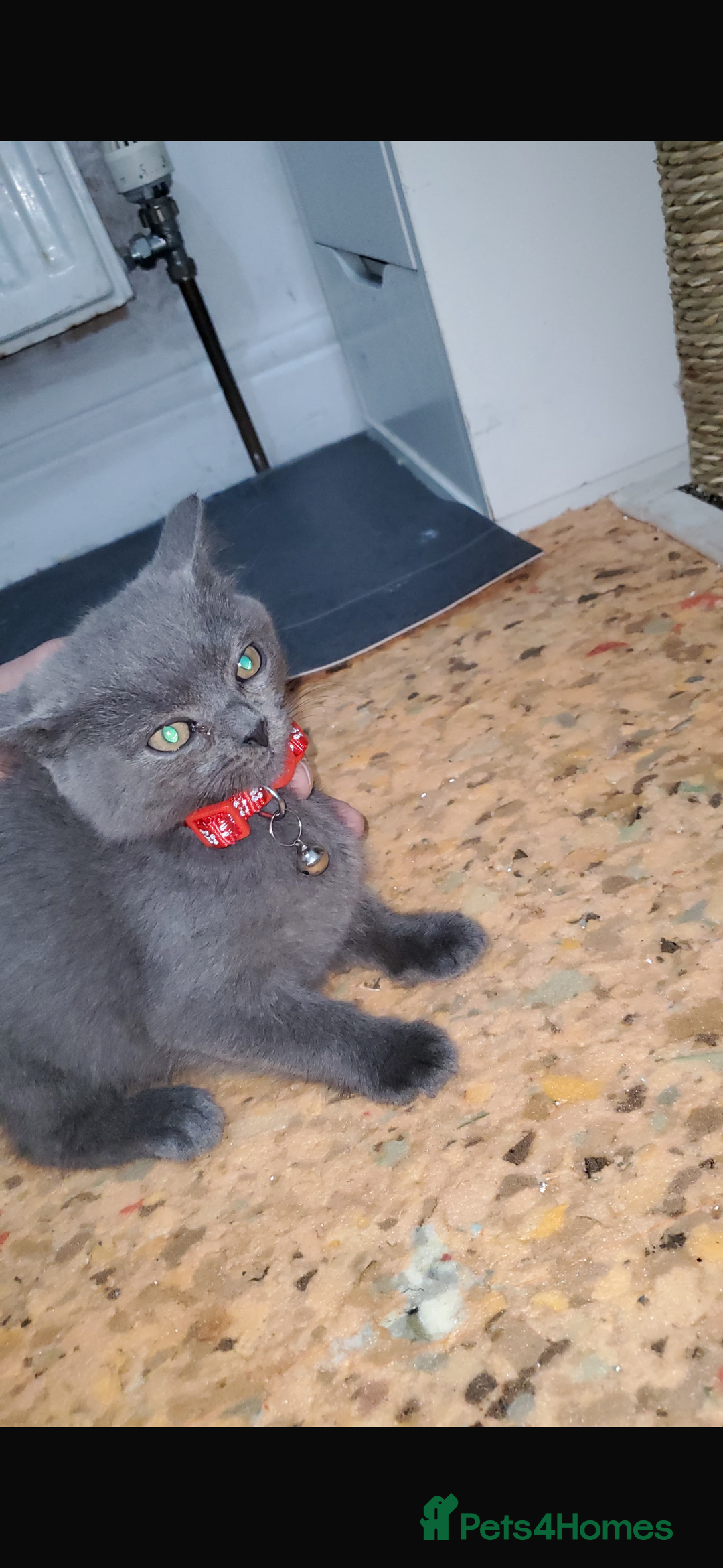 British Shorthair cats for sale: British shorthairs for sale - Advert 6