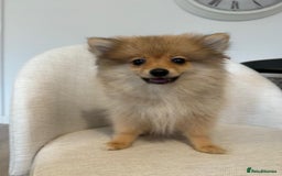 Pomeranian dogs for sale: 🐾 Last 2 Pomeranian Puppies Available! 🐾  - Image 5