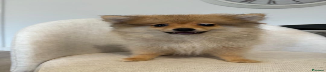 Pomeranian Puppy 1