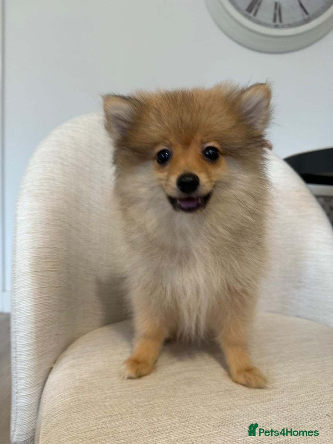 Pomeranian dogs for sale: 🐾 Last 2 Pomeranian Puppies Available! 🐾  - Image 5