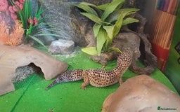 Gecko reptiles for sale: Female Leopard Gecko - Image 1