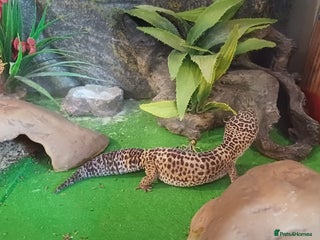 Gecko reptiles for sale - Advert 1