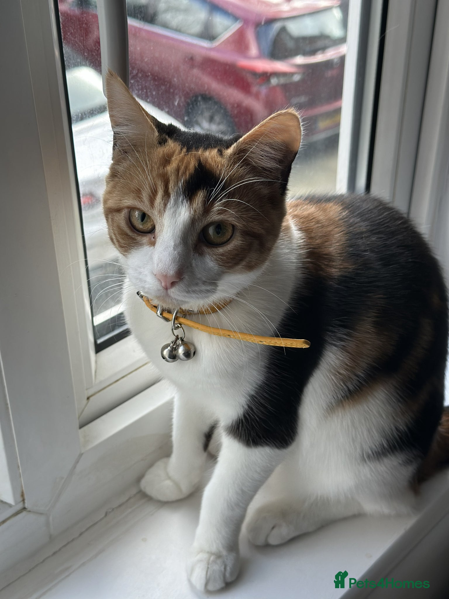 British Shorthair cats for sale: Beautiful Calico Female Cat Vaccinated  - Advert 2