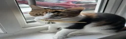 British Shorthair cats for sale: Beautiful Calico Female Cat Vaccinated  - Advert 5