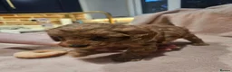 Cavapoo dogs for sale: Litter of 6 cavapoos - Advert 8