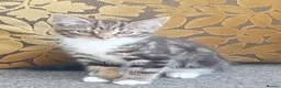 Mixed Breed cats for sale: 4 kittens  in Huddersfield - Advert 7
