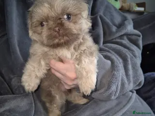 Shih Tzu dogs KC Reg Full imperial Shih tzu. - Advert 12