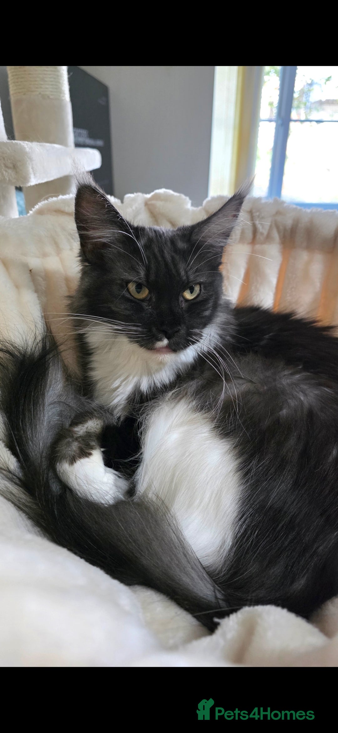 Maine Coon cats for sale: Female Maine Coon  - Advert 4