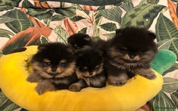 Pomeranian dogs for sale: 🏆The best you can get Russian Taiwan bloodlines - Image 4
