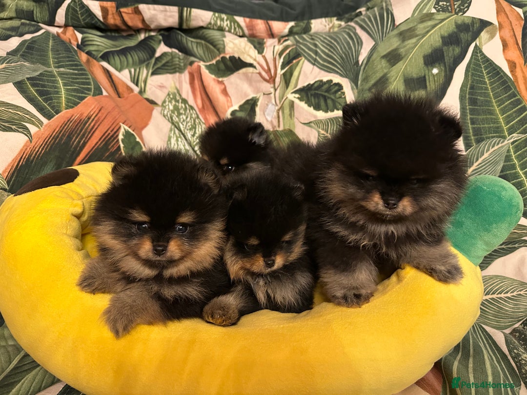 Pomeranian dogs for sale: 🏆The best you can get Russian Taiwan bloodlines - Image 4