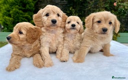 Labradoodle dogs for sale: Stunning F1b mini labradoodles  - Image 11
