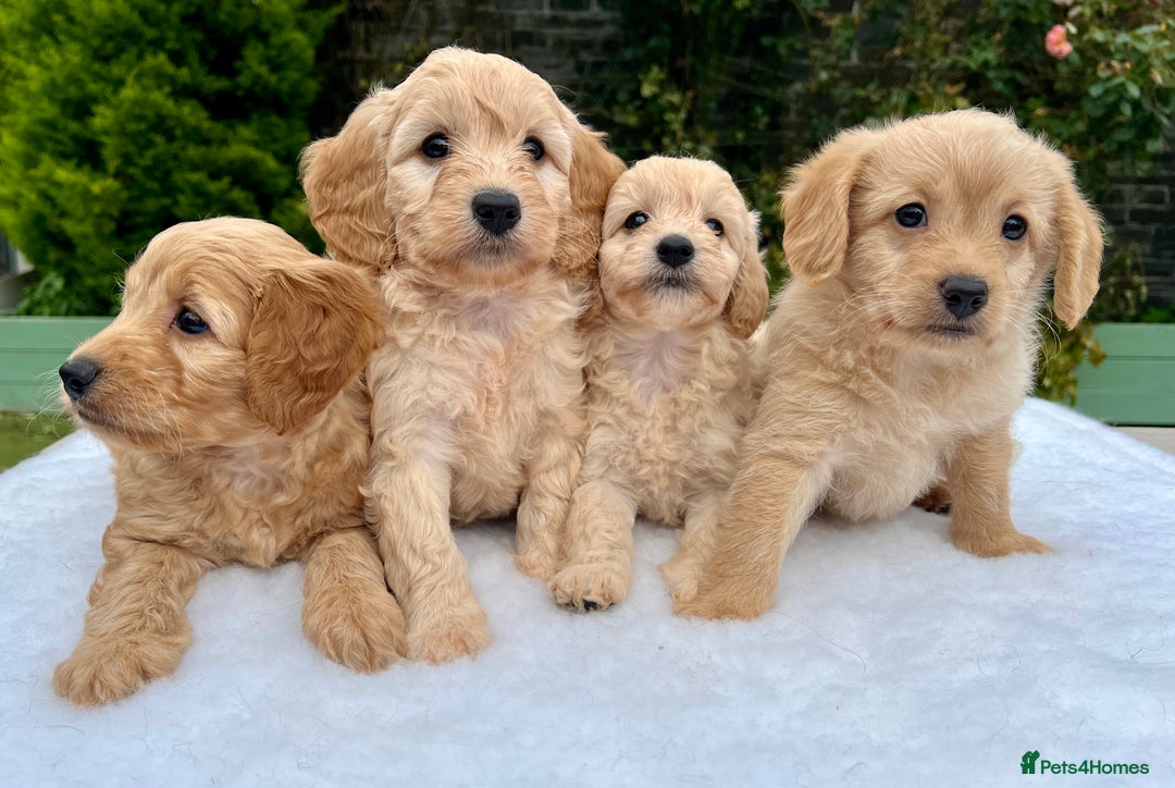 Labradoodle dogs for sale: Stunning F1b mini labradoodles  - Image 11