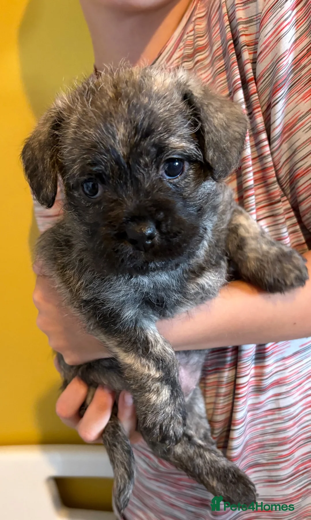 Mixed Breed dogs for sale: Female Pudland Puppy Looking For 5 Star Home - Advert 11