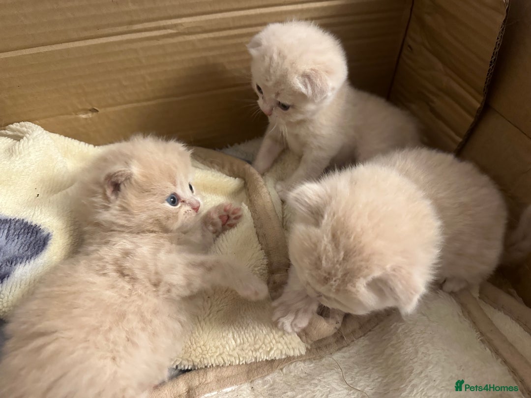 Scottish Fold cats for stud: Scottish Fold Straight ear B blood group for stud in Newark - Image 5