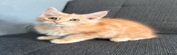 Maine Coon cats for sale: 💖Tica register kitted💖 - Advert 2