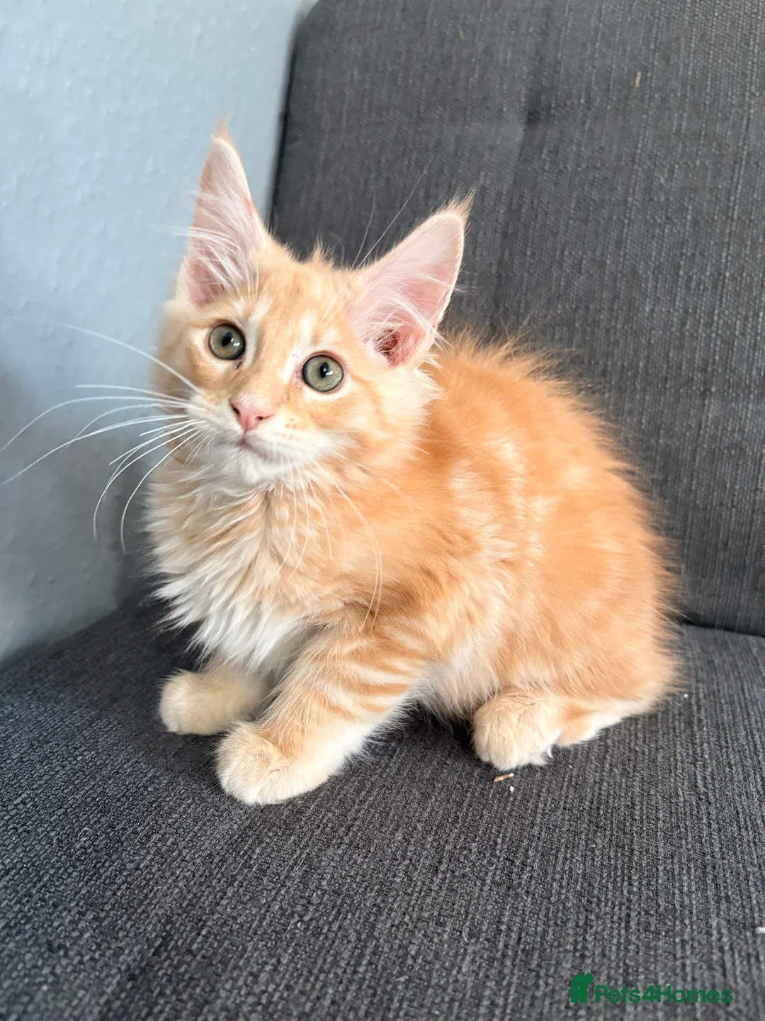 Maine Coon cats for sale: 💖Tica register kitted💖 - Advert 2