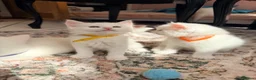 Maine Coon cats for sale: WHITE MAINE COON KITTENS - Advert 1