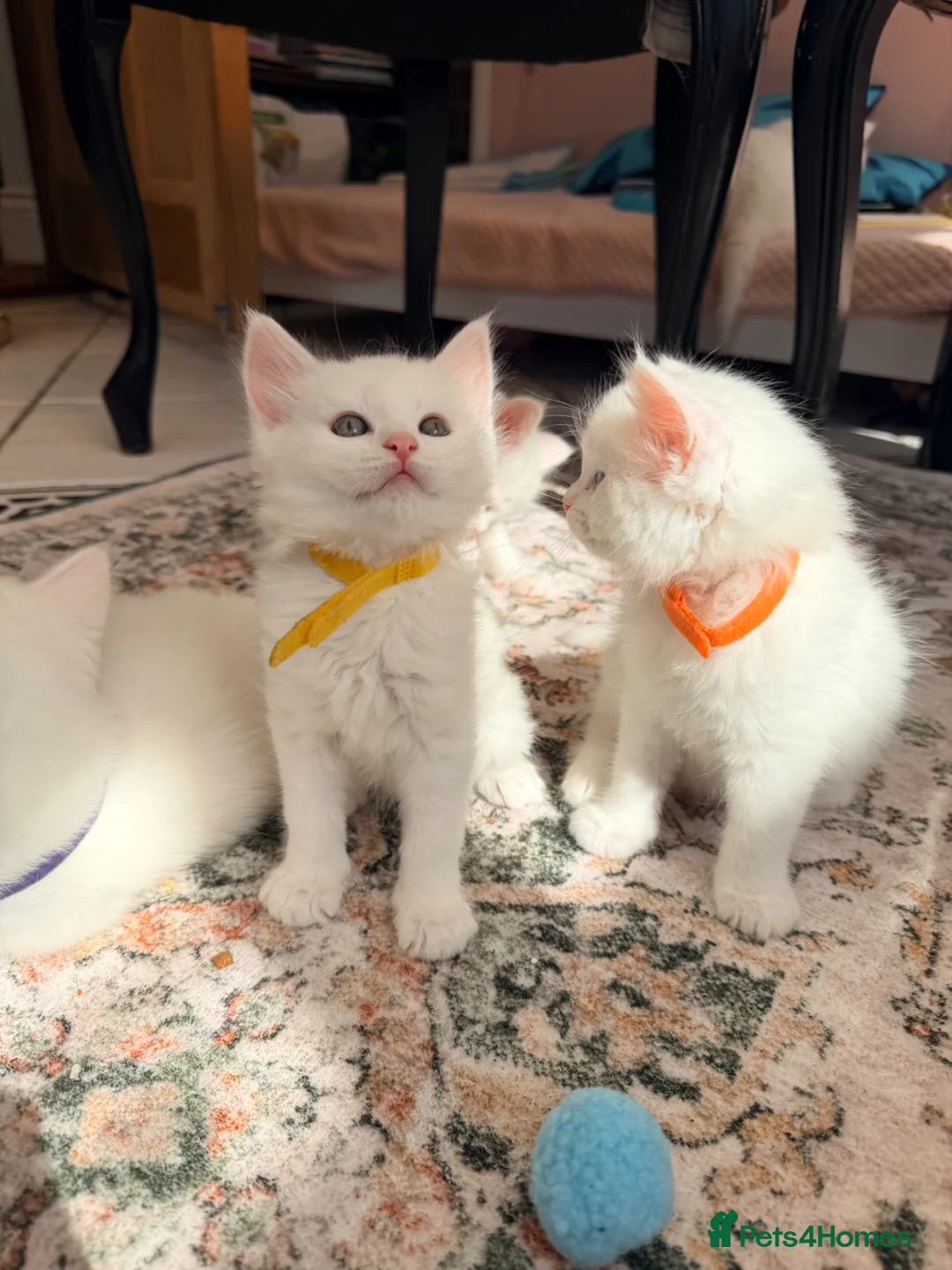 Maine Coon cats for sale: WHITE MAINE COON KITTENS - Advert 1