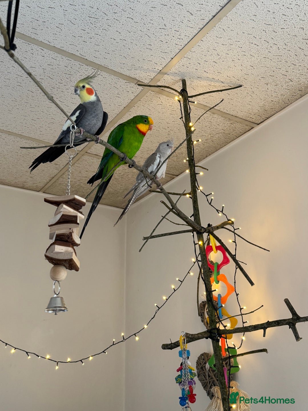 Mixed Breed birds for sale: X3 birds looking for rehome  - Advert 3