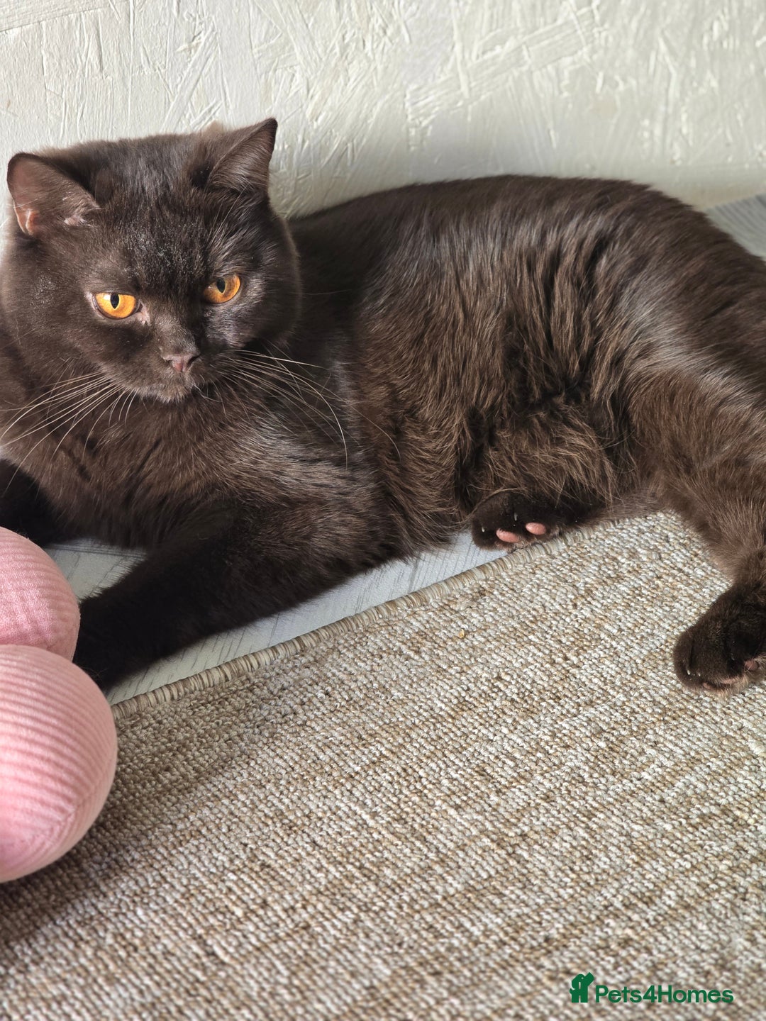 British Shorthair cats for sale: GCCF/TICA Active Queen (Chocolate) - Advert 1