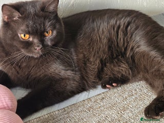 British Shorthair cats GCCF/TICA Active Queen (Chocolate) - Advert 2